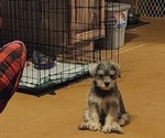Small Photo #2 Schnauzer (Miniature) Puppy For Sale in TECUMSEH, OK, USA