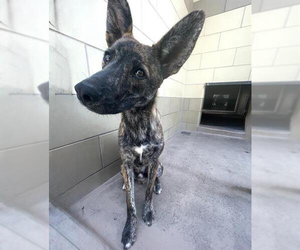 Medium Photo #9 - Mix Puppy For Sale in Sebec, ME, USA