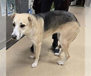 German Shepherd Dog-Unknown Mix Dogs for adoption in Plano, TX, USA