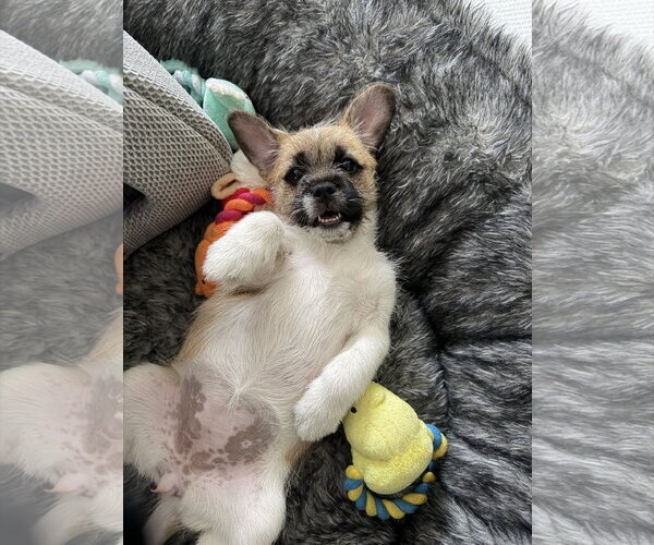 Medium Photo #2 French Bulldog-Unknown Mix Puppy For Sale in Menifee, CA, USA