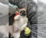 Small #1 French Bulldog Mix