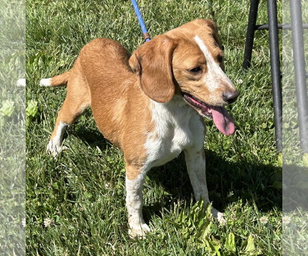 Medium Photo #1 Doxle Puppy For Sale in Batavia, OH, USA