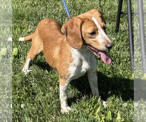 Doxle Dogs for adoption in Batavia, OH, USA