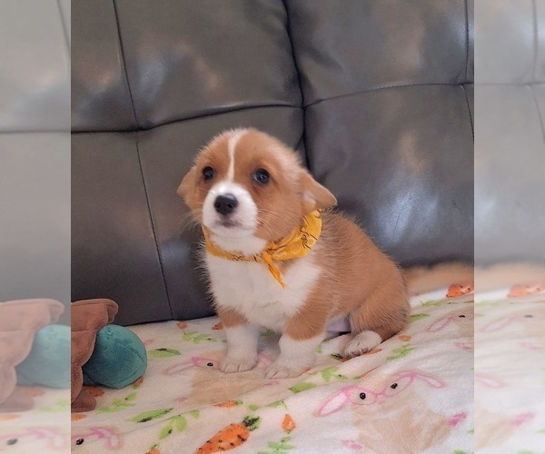 Medium Photo #26 Pembroke Welsh Corgi Puppy For Sale in ARROYO GRANDE, CA, USA