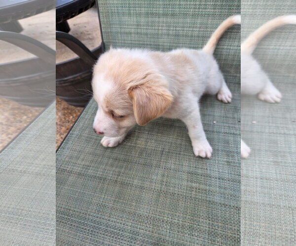 Medium Photo #4 Labrador Retriever-Unknown Mix Puppy For Sale in Dallas, TX, USA
