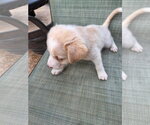 Small #3 Labrador Retriever Mix