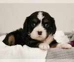 Small #3 Bernese Mountain Dog-Cavalier King Charles Spaniel Mix