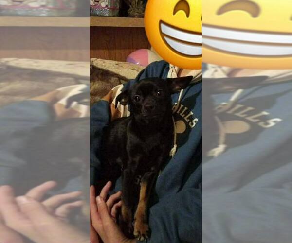 Medium Photo #10 Chihuahua-Unknown Mix Puppy For Sale in Mount Laurel, NJ, USA