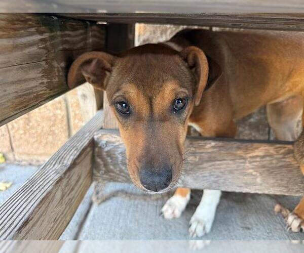 Medium Photo #1 American Pit Bull Terrier-Unknown Mix Puppy For Sale in Tulsa, OK, USA