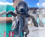 Small #8 Dutch Shepherd  Mix