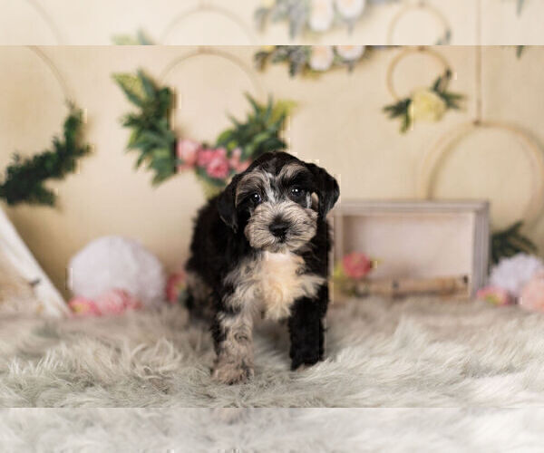 Medium Photo #11 Schnauzer (Miniature) Puppy For Sale in WARSAW, IN, USA