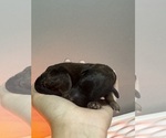 Small #9 Poodle (Standard)