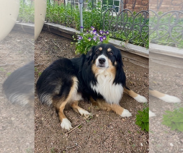 Medium Photo #1 Miniature Australian Shepherd Puppy For Sale in PIERCE, CO, USA