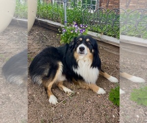 Father of the Miniature Australian Shepherd puppies born on 07/16/2025