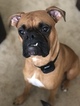 Small Photo #1 Boxer Puppy For Sale in SILVERDALE, WA, USA