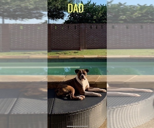 Medium Photo #1 Boxer Puppy For Sale in PLANO, TX, USA