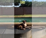 Small Photo #1 Boxer Puppy For Sale in PLANO, TX, USA