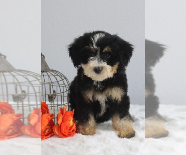 Medium Photo #1 Bernedoodle (Miniature) Puppy For Sale in ITASCA, TX, USA