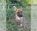 Small #3 Bulldog Mix