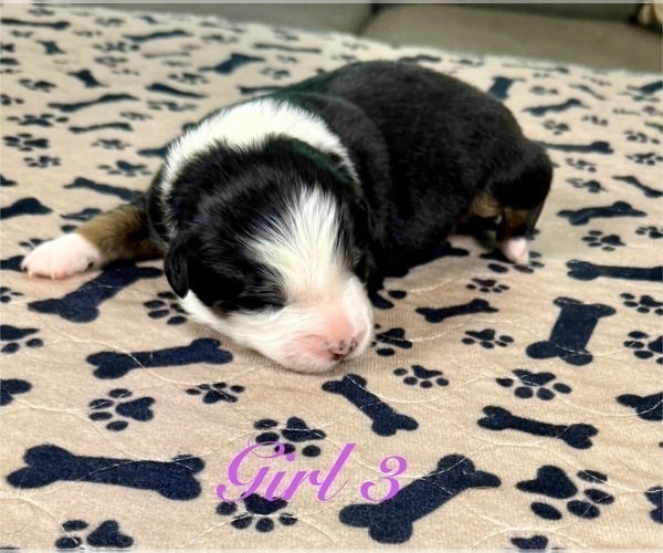 Medium Photo #57 Australian Shepherd Puppy For Sale in SALISBURY, NC, USA