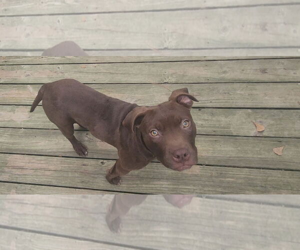 Medium Photo #4 Mutt Puppy For Sale in Murfreesboro, NC, USA