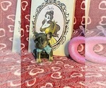 Small Photo #3 French Bulldog Puppy For Sale in REDMOND, WA, USA