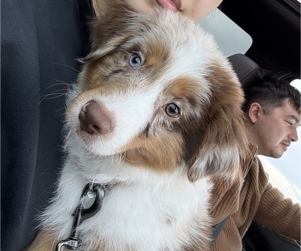 Medium Photo #6 Miniature Australian Shepherd Puppy For Sale in JACKSONVILLE, FL, USA