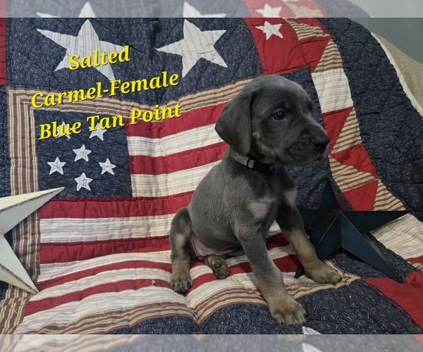 Medium Photo #3 Great Dane Puppy For Sale in HALIFAX, PA, USA