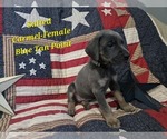 Puppy Salted Carmel Great Dane