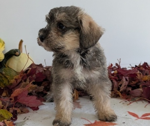 Medium Photo #6 Schnoodle (Miniature) Puppy For Sale in GOSHEN, IN, USA