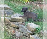 Small #1 Labrador Retriever Mix