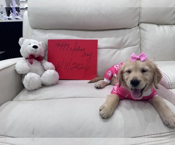 Medium Photo #2 Golden Retriever Puppy For Sale in ORLANDO, FL, USA