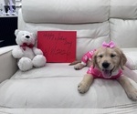Small #1 Golden Retriever