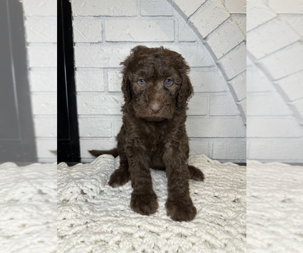 Medium Photo #1 Aussiedoodle Puppy For Sale in LA CRESCENT, MN, USA