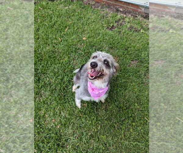 Medium Photo #1 Mutt Puppy For Sale in Abbeville, LA, USA