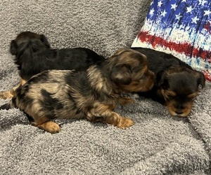 Yorkshire Terrier Puppy for Sale in GOODYEAR, Arizona USA