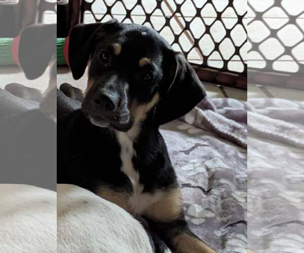 Medium Photo #5 Labrador Retriever-Unknown Mix Puppy For Sale in Crystal, MN, USA