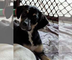 Cookie's Puppies *Help! We need a foster home!* - Female Labrador Retriever-Unknown Mix Dog for Adoption - Photo #5