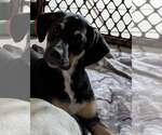 Small #4 Labrador Retriever Mix
