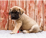 Small Photo #77 Mastiff Puppy For Sale in WAKARUSA, IN, USA