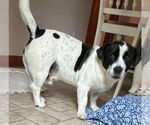 Small #2 Bagle Hound