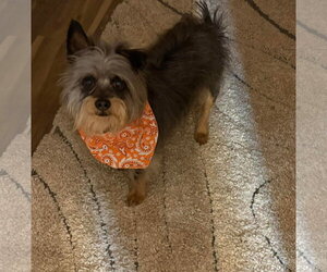 Mutt Dogs for adoption in bloomington, IL, USA