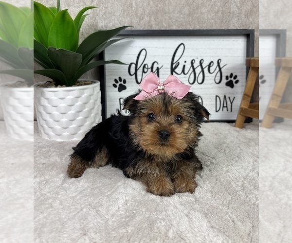 Medium Photo #1 Yorkshire Terrier Puppy For Sale in FRANKLIN, IN, USA