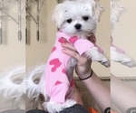 Small #3 Maltese