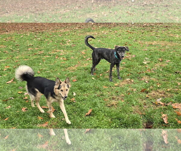 Medium Photo #21 Labrador Retriever-Mountain Cur Mix Puppy For Sale in Columbus, IN, USA