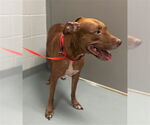 Small American Pit Bull Terrier