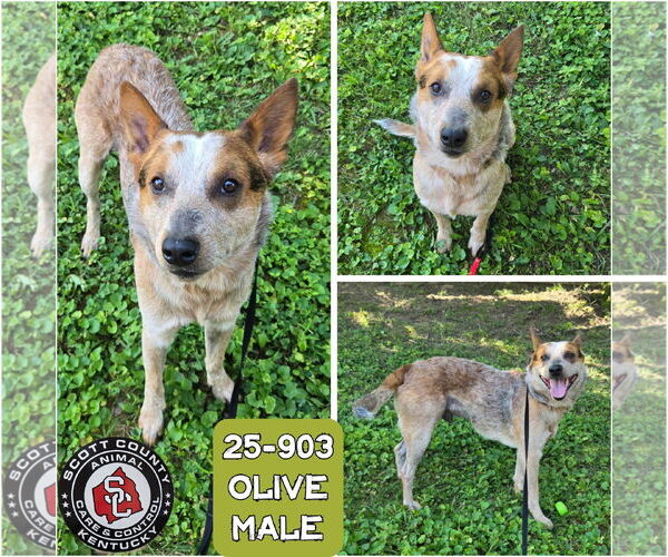 Medium Photo #1 Mutt Puppy For Sale in Georgetown, KY, USA
