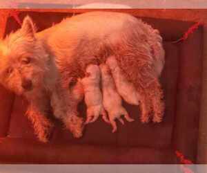 Mother of the West Highland White Terrier puppies born on 07/04/2023
