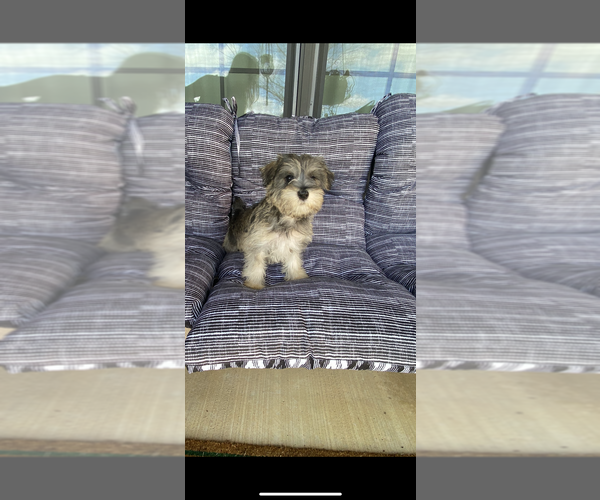 Medium Photo #3 Schnauzer (Miniature) Puppy For Sale in BLOUNTSTOWN, FL, USA