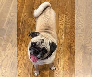 Pug Dogs for adoption in Elizabeth City, NC, USA